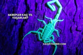 Akrepler Kaç Yıl Yaşarlar?