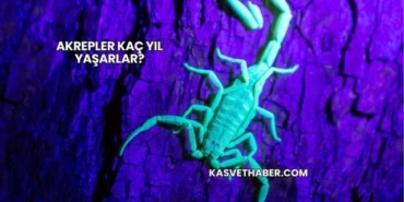 Akrepler Kaç Yıl Yaşarlar?