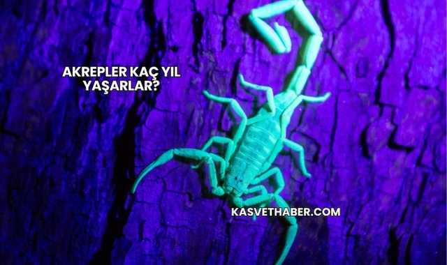 Akrepler Kaç Yıl Yaşarlar?
